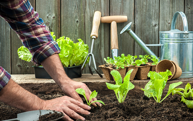 Fertilize garden using used coffee grounds