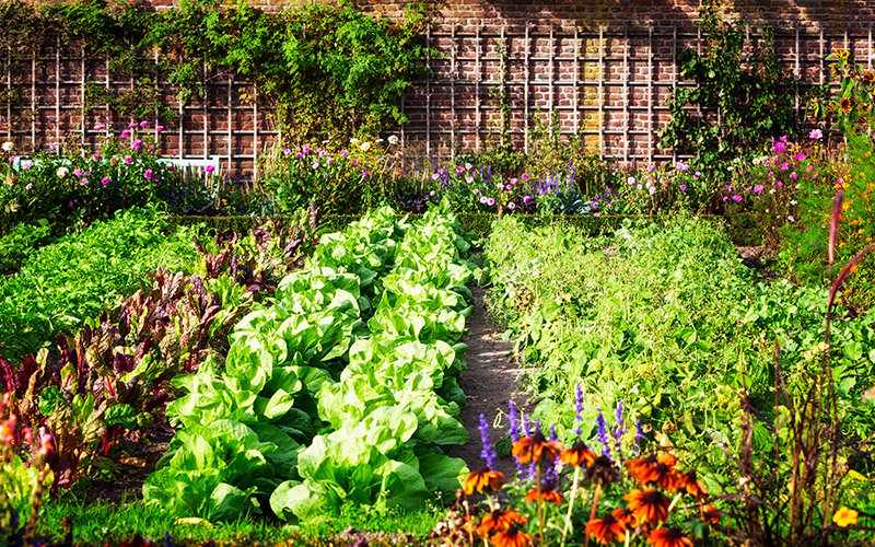 Using used coffee grounds for fertilizing home garden