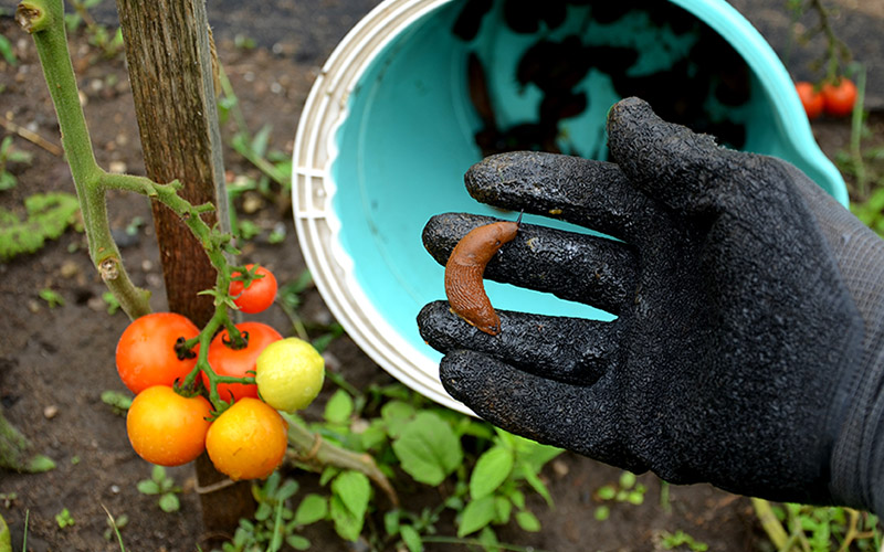 Using Used Coffee Grounds for Pest Control